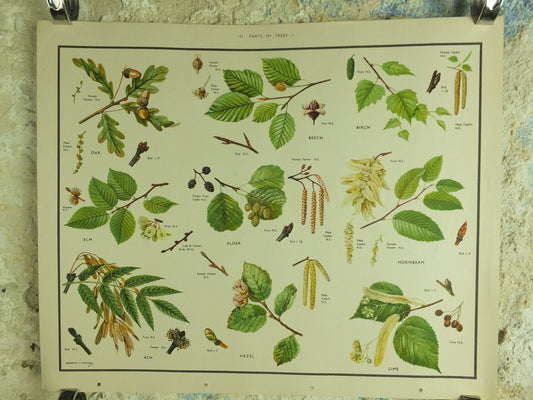 Original Vintage Macmillan Parts of Trees Educational Poster Oak elm ash beech birch print wall art Nature biology botany botanical 1950s