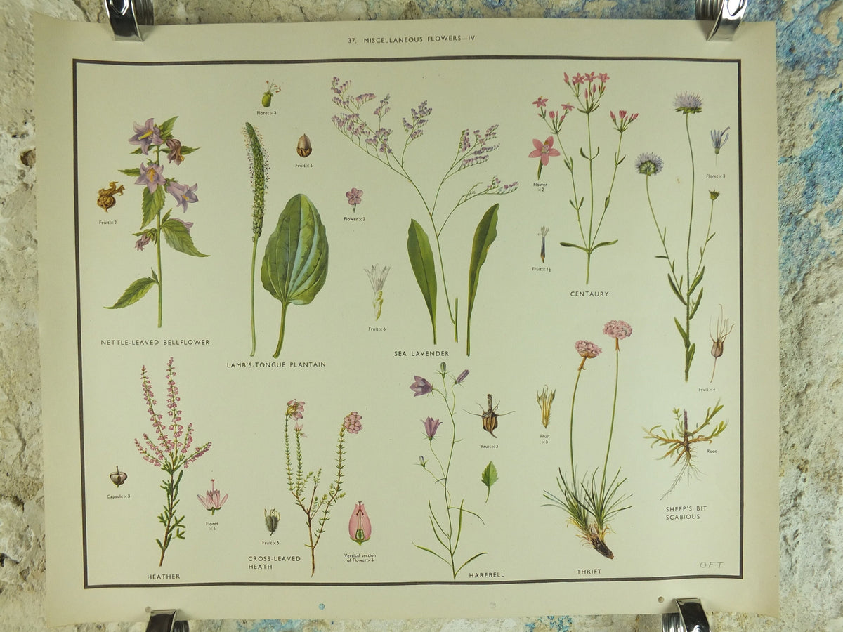 Original Vintage Macmillan Wild Flowers Educational Poster Lavender Heather bellflower print wall art Nature biology botany botanical 1950s
