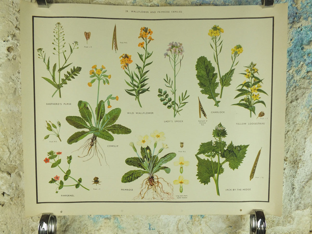 Original Vintage Macmillan Wild Flowers Wallflower Primrose Educational Poster Cowslip print wall art Nature biology botany botanical 1950s