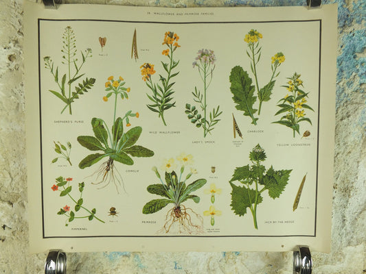 Original Vintage Macmillan Wild Flowers Wallflower Primrose Educational Poster Cowslip print wall art Nature biology botany botanical 1950s