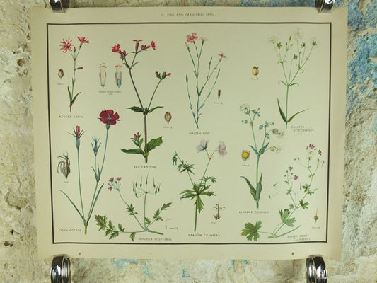 Original Vintage Macmillan Wild Flowers Pink Cransbill Educational Poster Robin Campion print wall art Nature biology botany botanical 1950s