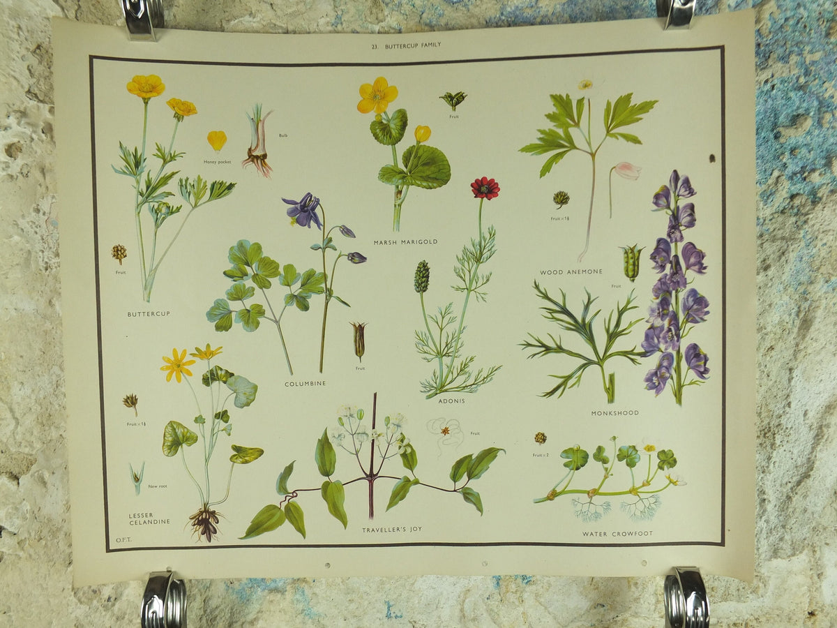 Original Vintage Macmillan Wild Flowers Buttercup Educational Poster marigold monkshood print wall art Nature biology botany botanical 1950s