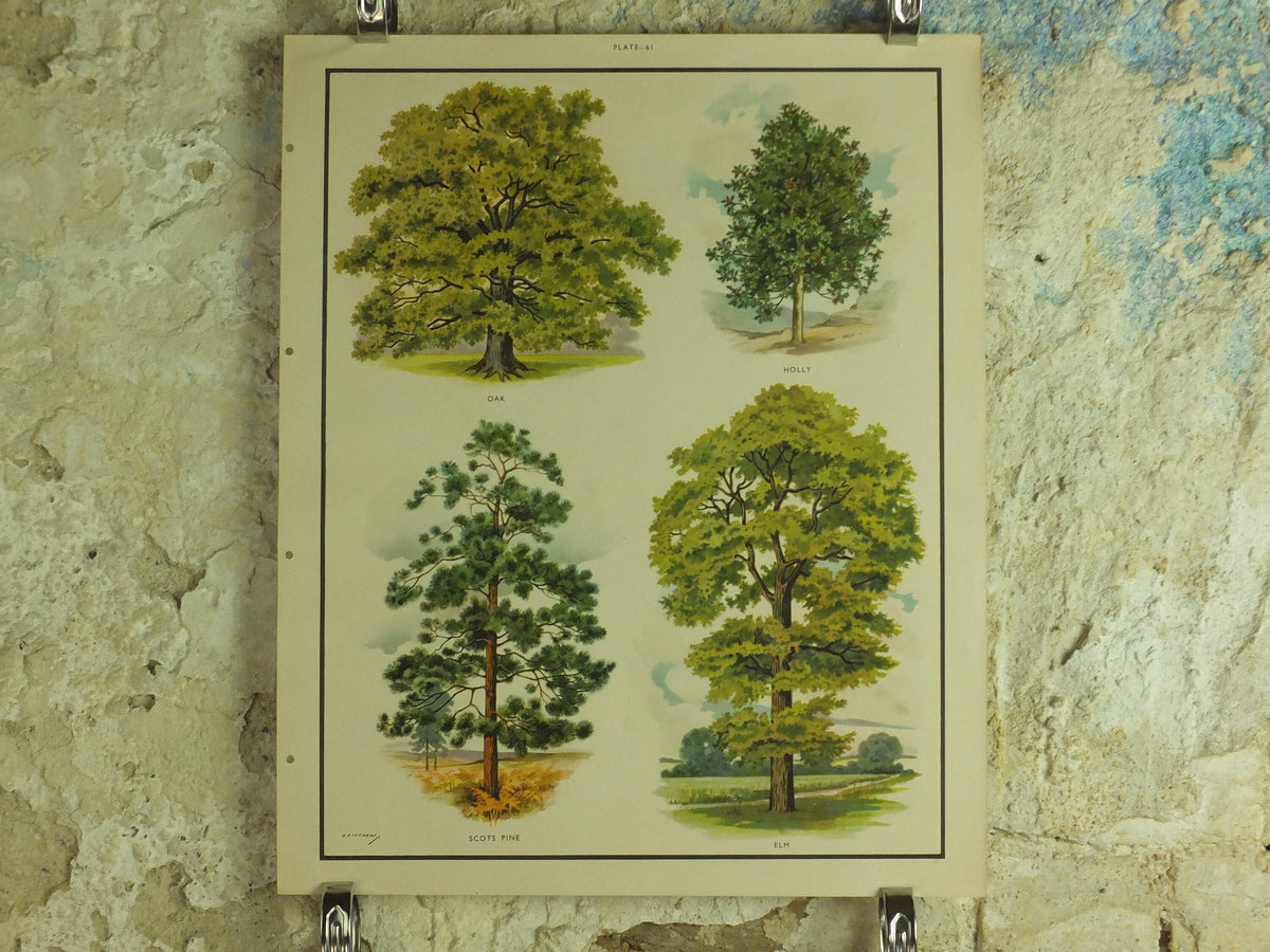 Original Vintage British Trees Macmillan Educational Poster Oak Holly Scots Pine Elm flora nature plant print wall art botanical 1950s