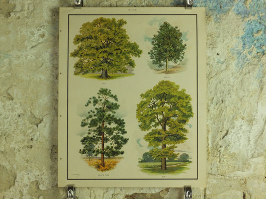 Original Vintage British Trees Macmillan Educational Poster Oak Holly Scots Pine Elm flora nature plant print wall art botanical 1950s