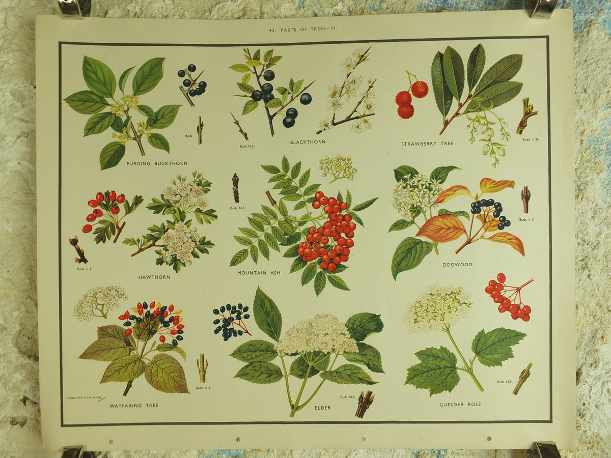 Original Vintage Macmillan Parts of Trees Educational Poster Ash Buckthorn Dogwood print wall art Nature biology botany botanical 1950s