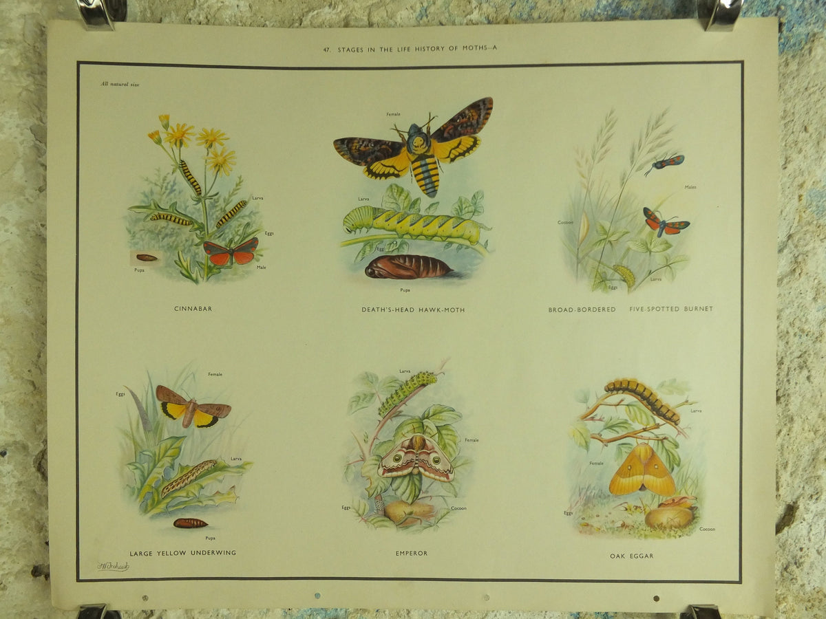 Original Vintage Macmillan Moths Nature Educational Poster Cinnebar Emperor Oak Eggar Broad Boardered Hawk print wall art 1950s