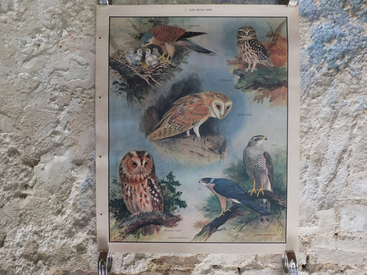 Original Vintage Macmillan Birds Nature Educational Poster Barn Owl Kestrel Little Owl Brown Sparrow Hawk print wall art ornithology 1950s