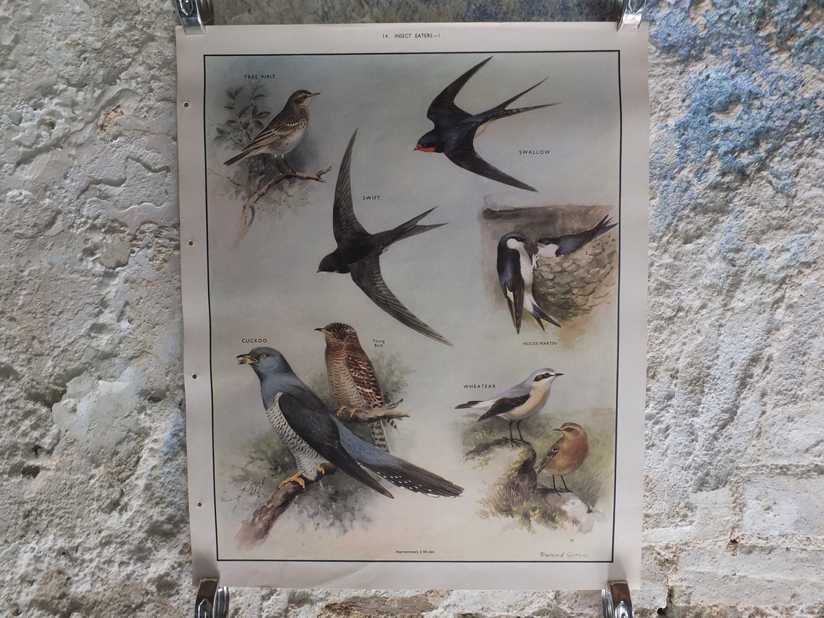 Original Vintage Macmillan Birds Nature Educational Poster pipit swallow swift cuckoo house martin wheatear print wall art ornithology 1950s