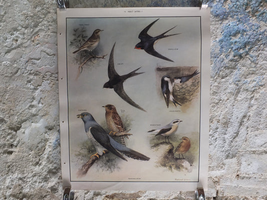 Original Vintage Macmillan Birds Nature Educational Poster pipit swallow swift cuckoo house martin wheatear print wall art ornithology 1950s