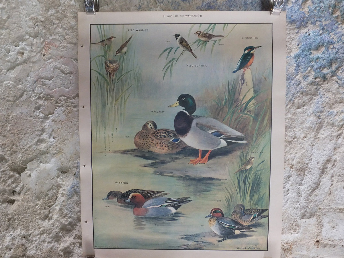 Original Vintage Macmillan Birds Nature Educational Poster Mallard Duck Warbler Widgeon Kingfisher Teal print wall art ornithology 1950s