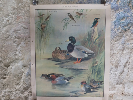 Original Vintage Macmillan Birds Nature Educational Poster Mallard Duck Warbler Widgeon Kingfisher Teal print wall art ornithology 1950s