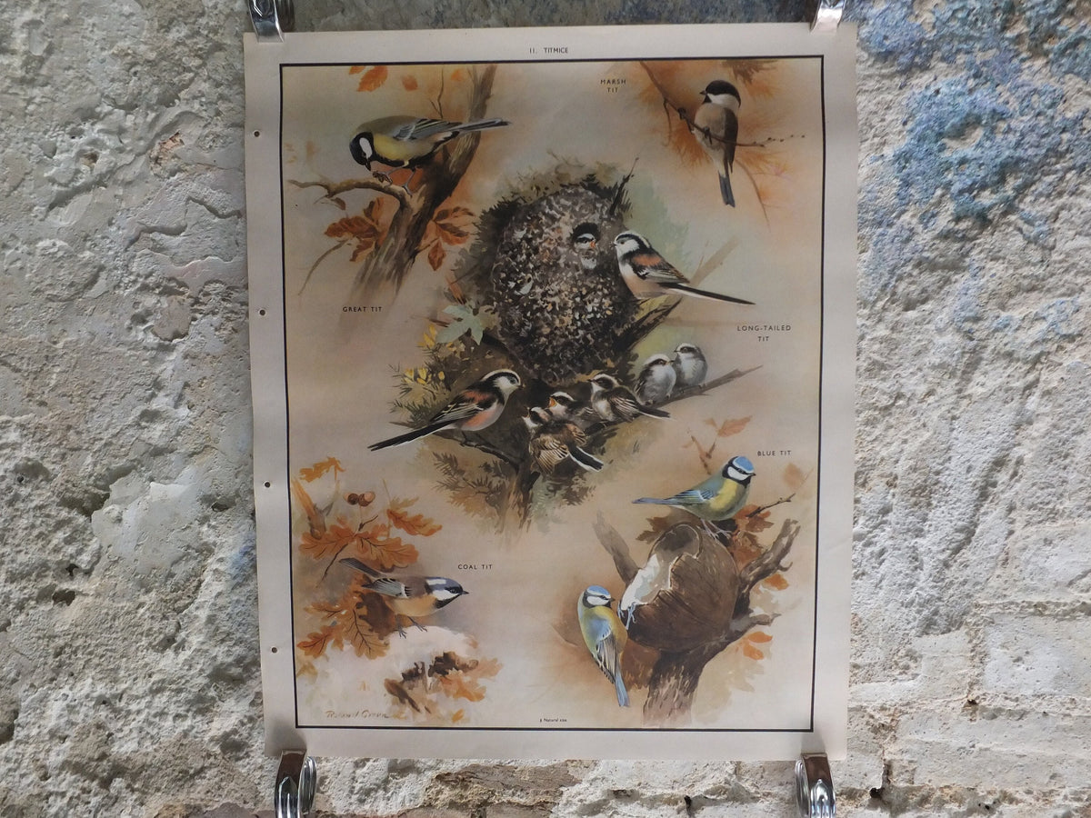 Original Vintage Macmillan Birds Nature Educational Poster great tit blue marsh long tailed coal print wall art ornithology 1950s
