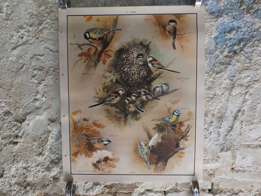 Original Vintage Macmillan Birds Nature Educational Poster great tit blue marsh long tailed coal print wall art ornithology 1950s
