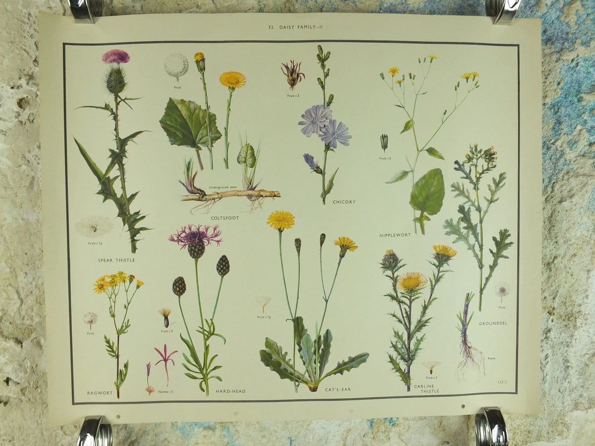 Original Vintage Macmillan Wild Flowers Daisy Educational Poster Thistle Ragwort print wall art Nature biology botany botanical 1950s
