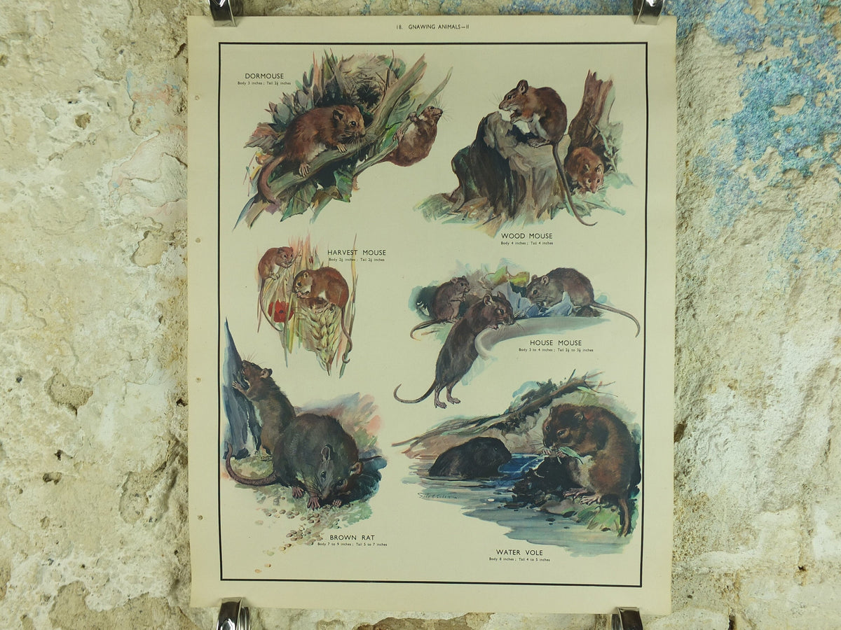 Original Vintage Macmillan Animals Nature Educational Poster Gnawing Mouse Mice Vole Rat Wood Harvest print wall art biology zoology 1950s