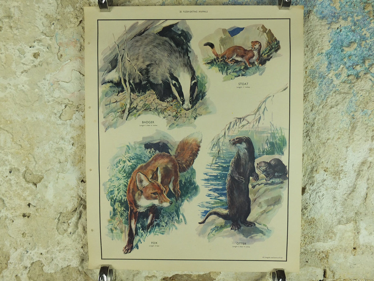 Original Vintage Macmillan Animals Nature Educational Poster Carnivores Fox Badger Stoat Otter print wall art biology zoology 1950s