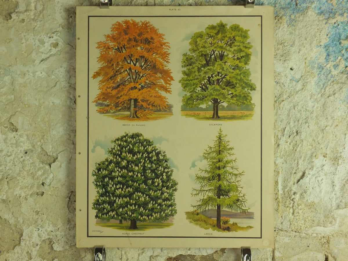 Original Vintage British Trees Macmillan Educational Poster Beech Sycamore Horse Chestnut Larch flora nature print wall art botanical 1950s
