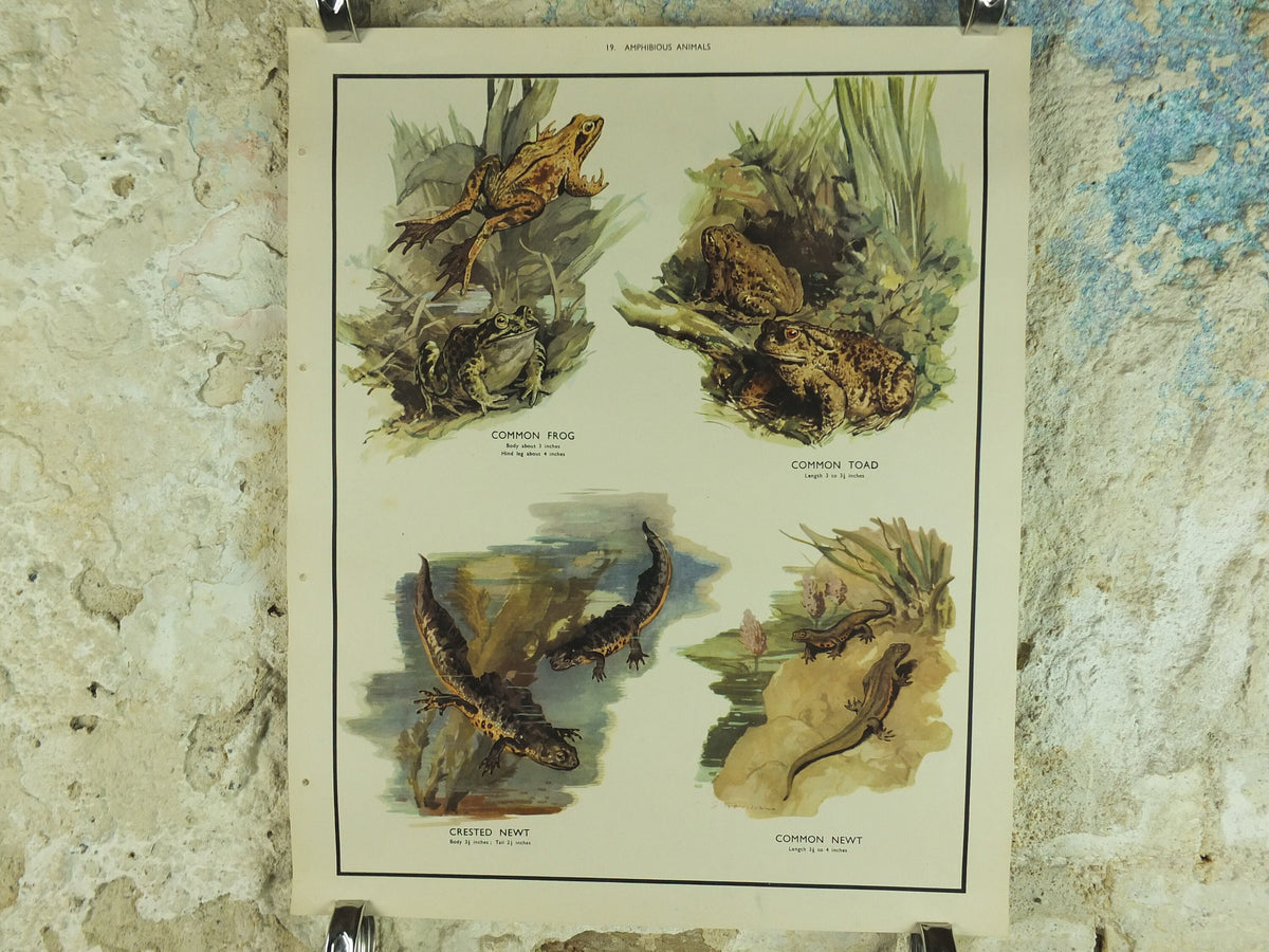 Original Vintage Macmillan Animals Nature Educational Poster Amphibious Common Frog Toad Crested Newt print wall art biology zoology 1950s