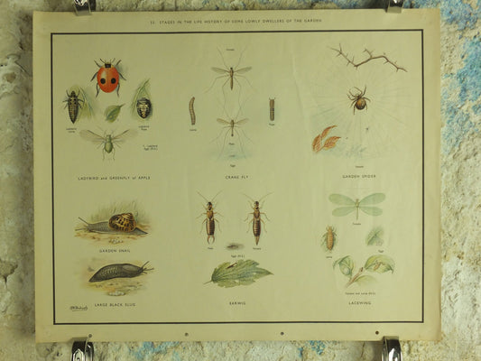 Original Vintage Macmillan Insects Nature Educational Poster Ladybird Fly Spider Slug Earwig Lacewing print wall art 1950s