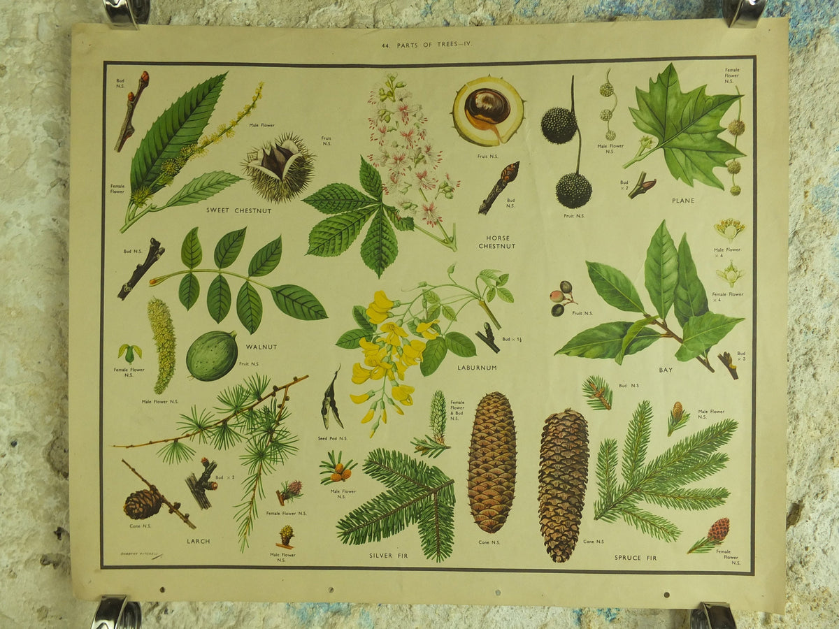 Original Vintage Macmillan Parts of Trees Educational Poster Chestnut Walnut Fir larch print wall art Nature biology botany botanical 1950s