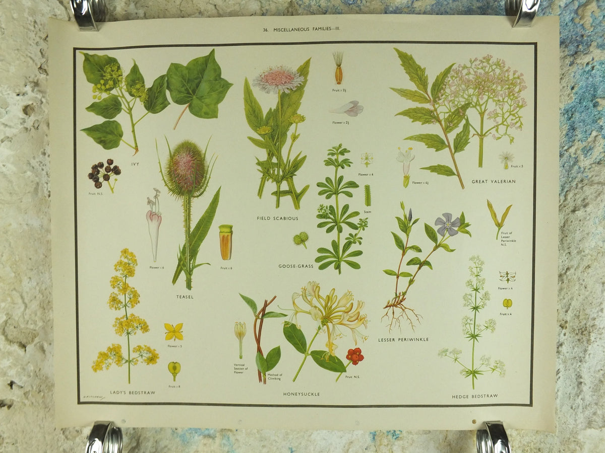 Original Vintage Macmillan Wild Flowers Educational Poster Honeysuckle Periwinkle Ivy print wall art Nature biology botany botanical 1950s