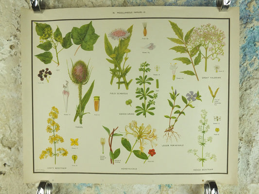 Original Vintage Macmillan Wild Flowers Educational Poster Honeysuckle Periwinkle Ivy print wall art Nature biology botany botanical 1950s