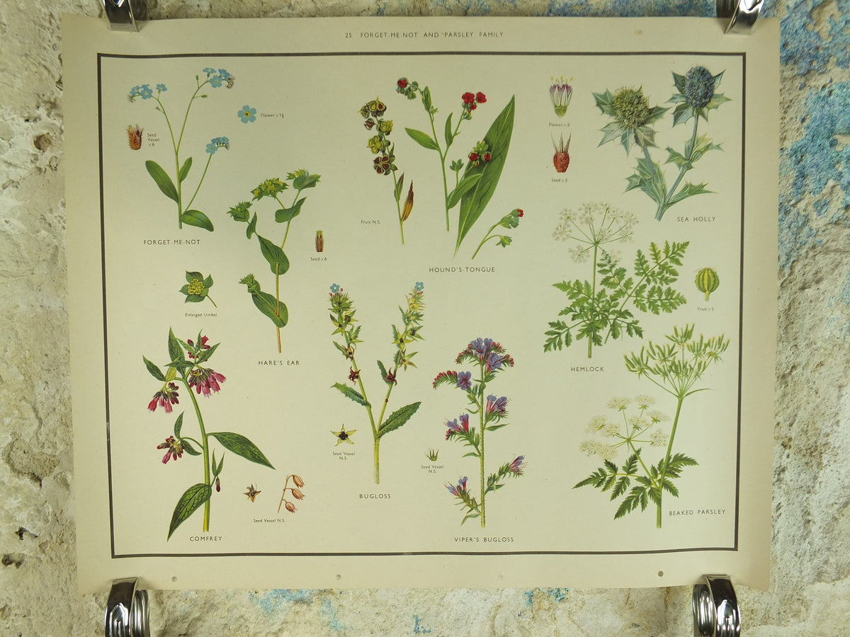 Original Vintage Macmillan Wild Flowers Forget Me Not Parsley Educational Poster print wall art Nature biology botany botanical 1950s