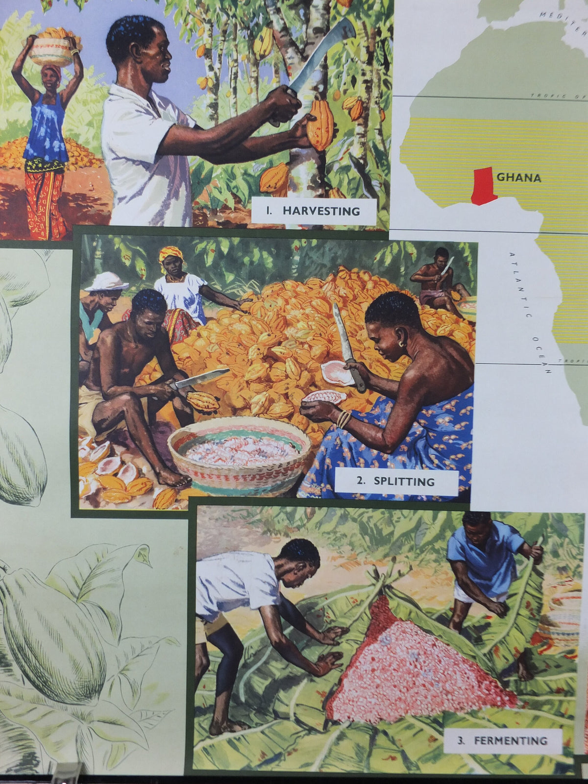 Original 1960s Cocoa Farming in Ghana Poster, Cadbury Chocolate, Cadburys Advertising, wall art retro decor