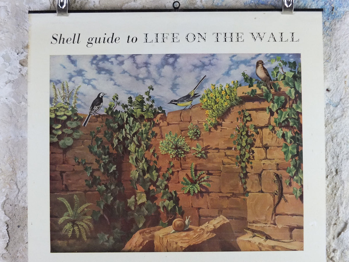 Vintage Shell Guide to Life on the Wall Poster, botanical and zoological, educational wall art by John Leigh Pemberton 1950s