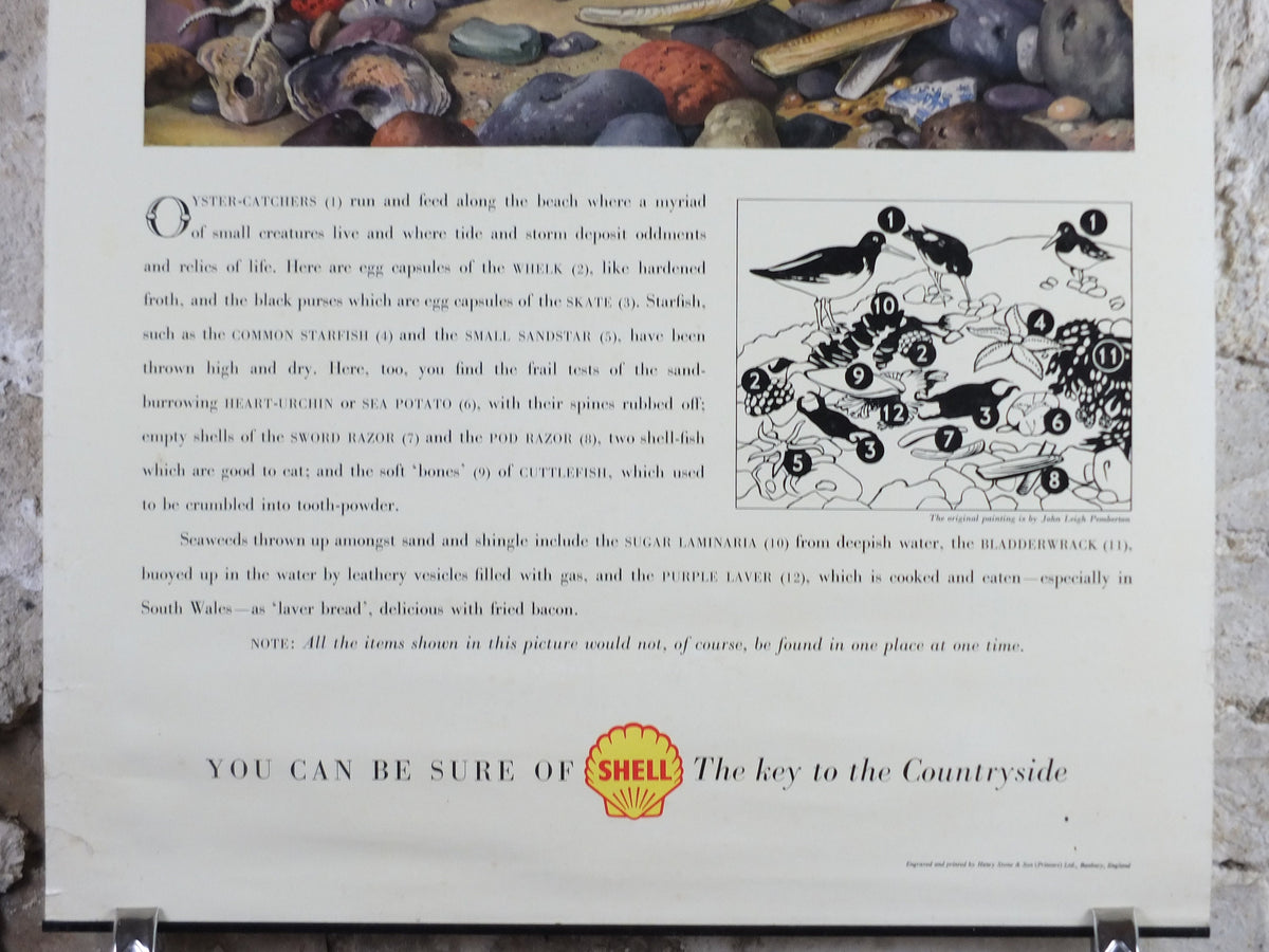 Vintage Shell Guide to Life on the Tide Line Poster, seaside, botanical and zoological, educational wall art by John Leigh Pemberton 1950s