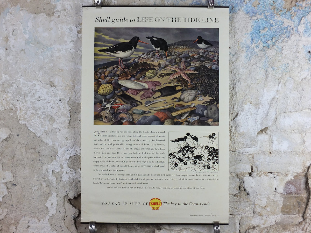 Vintage Shell Guide to Life on the Tide Line Poster, seaside, botanical and zoological, educational wall art by John Leigh Pemberton 1950s