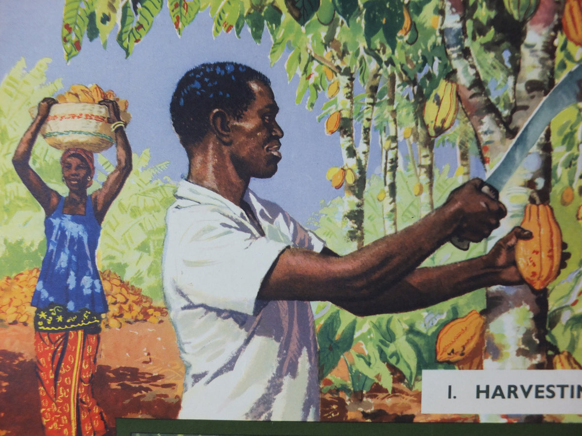 Original 1960s Cocoa Farming in Ghana Poster, Cadbury Chocolate, Cadburys Advertising, wall art retro decor