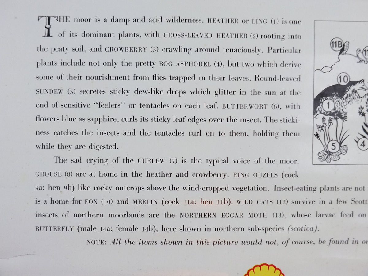Vintage Shell Guide to Life on the Moor Poster, botanical and zoological, educational wall art by John Leigh Pemberton 1950s