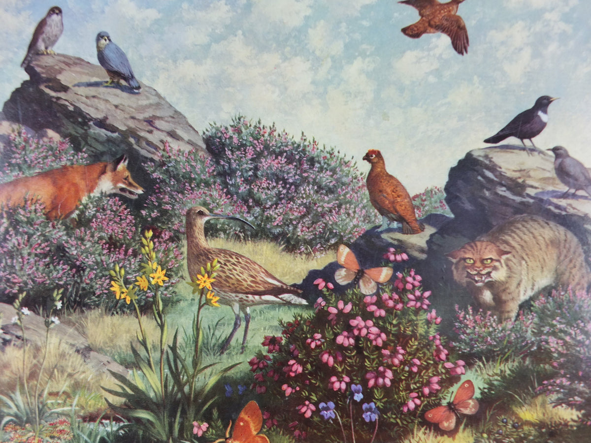 Vintage Shell Guide to Life on the Moor Poster, botanical and zoological, educational wall art by John Leigh Pemberton 1950s