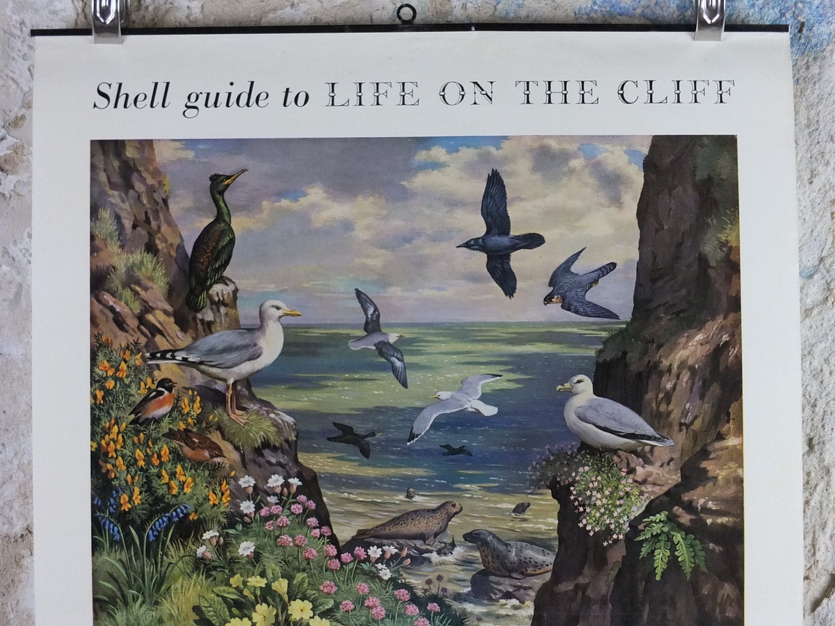 Vintage Shell Guide to Life on the Cliff Poster, botanical and zoological ornithology, educational wall art by John Leigh Pemberton 1950s
