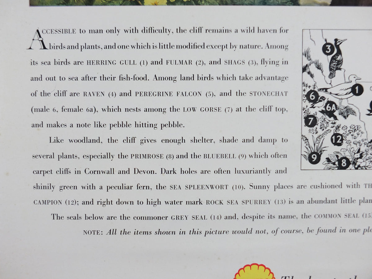 Vintage Shell Guide to Life on the Cliff Poster, botanical and zoological ornithology, educational wall art by John Leigh Pemberton 1950s