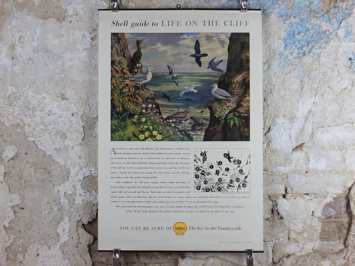 Vintage Shell Guide to Life on the Cliff Poster, botanical and zoological ornithology, educational wall art by John Leigh Pemberton 1950s