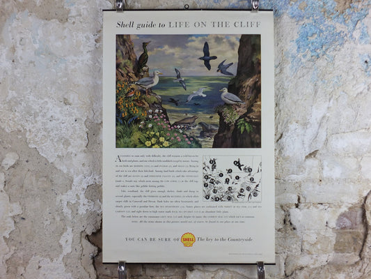 Vintage Shell Guide to Life on the Cliff Poster, botanical and zoological ornithology, educational wall art by John Leigh Pemberton 1950s