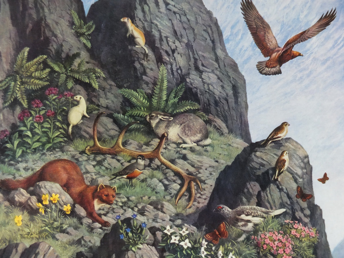 Vintage Shell Guide to Life on the Mountain Poster, botanical and zoological, educational wall art by John Leigh Pemberton 1950s