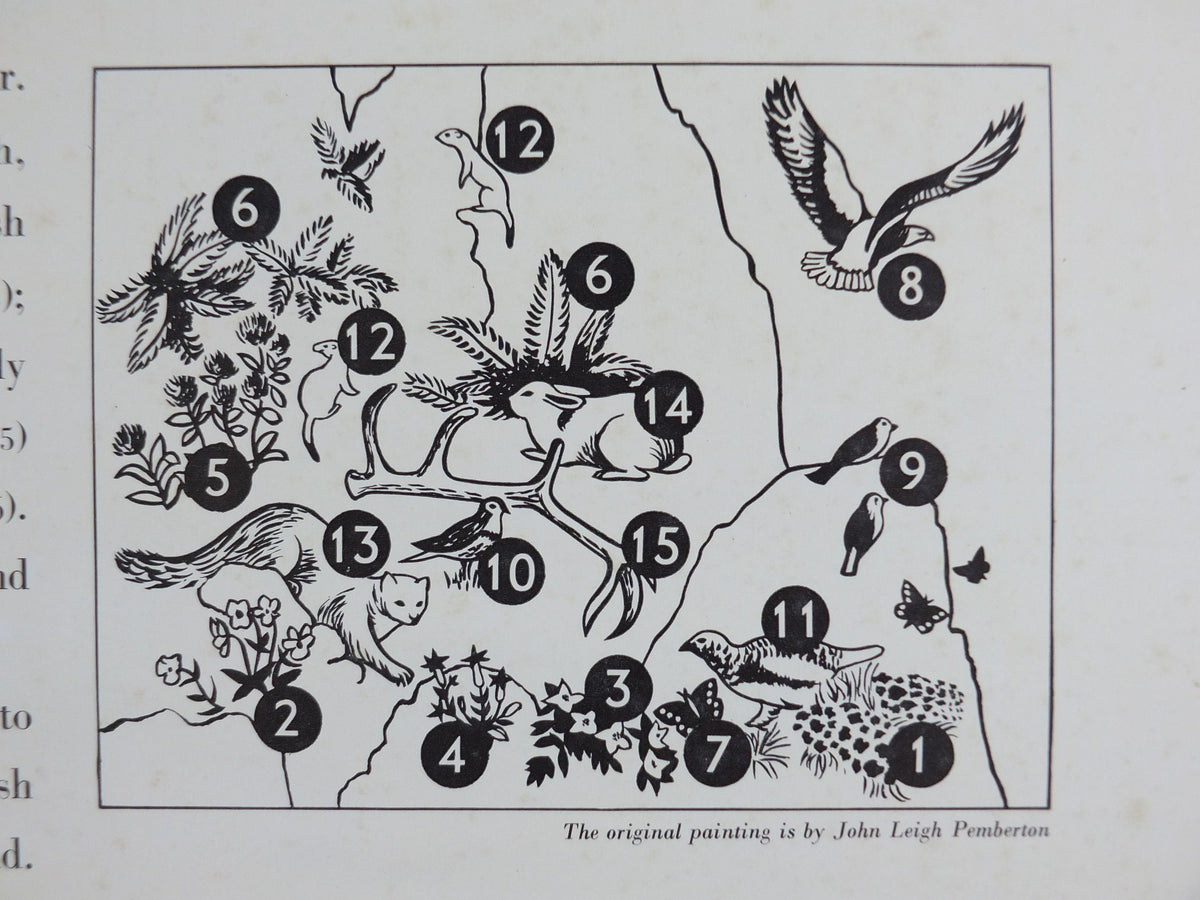 Vintage Shell Guide to Life on the Mountain Poster, botanical and zoological, educational wall art by John Leigh Pemberton 1950s