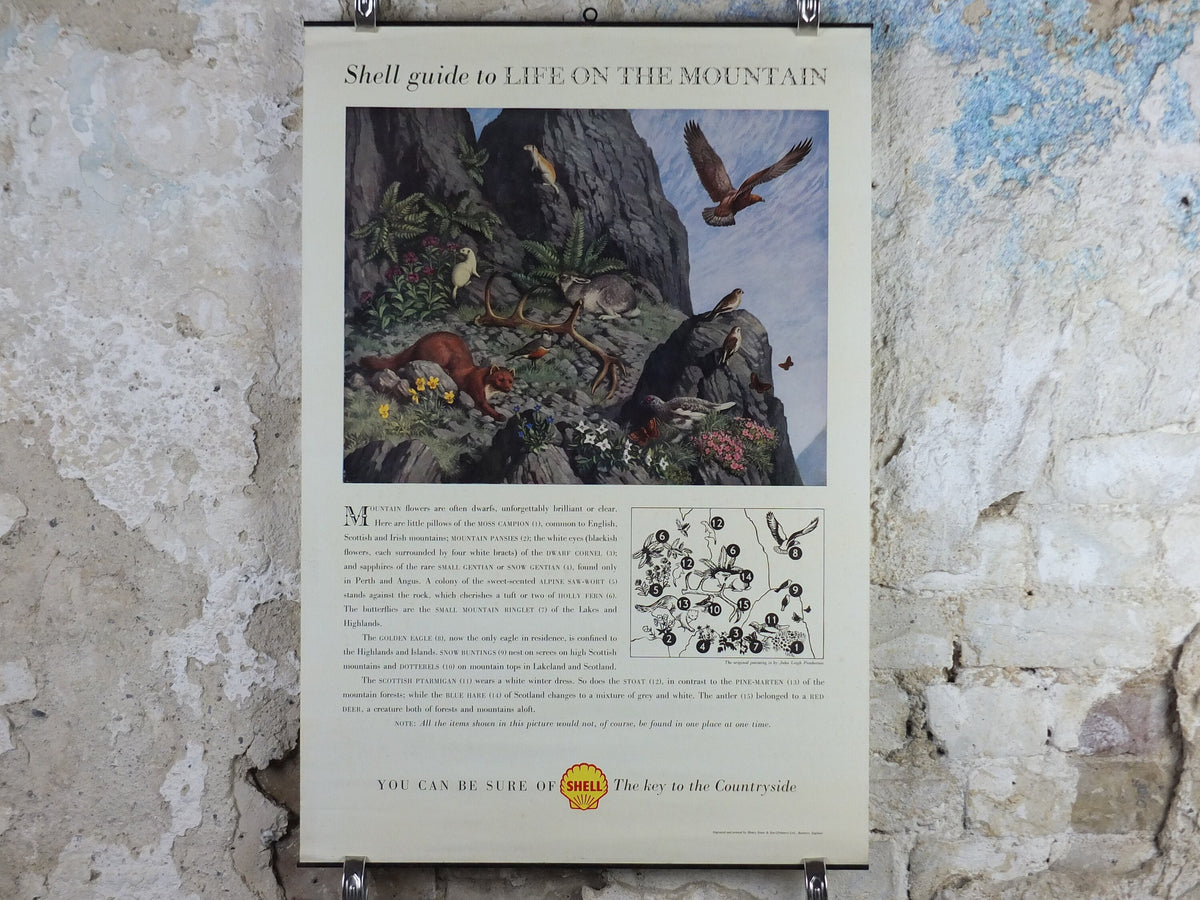 Vintage Shell Guide to Life on the Mountain Poster, botanical and zoological, educational wall art by John Leigh Pemberton 1950s