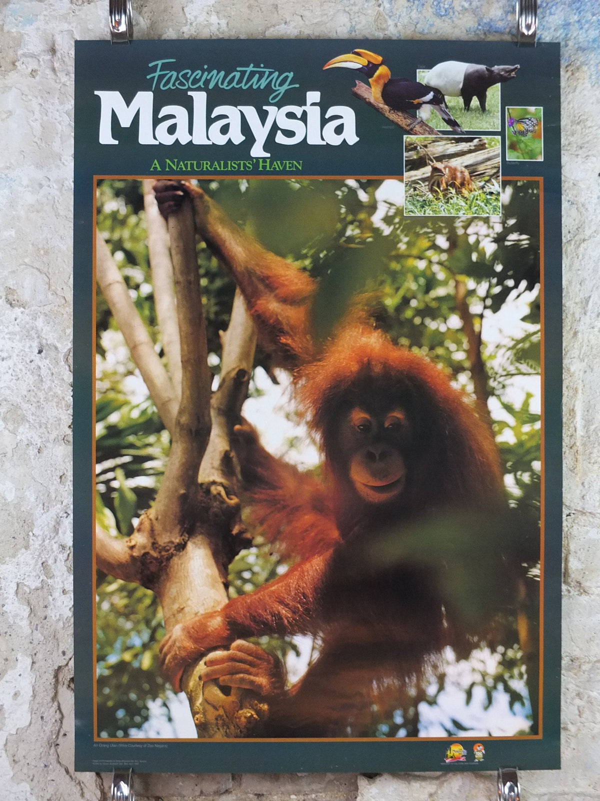 1990 Malaysia Travel Poster, An orang utan from Zoo Negara, A Naturalists Haven, travel tourism, advertising print, wall art retro decor