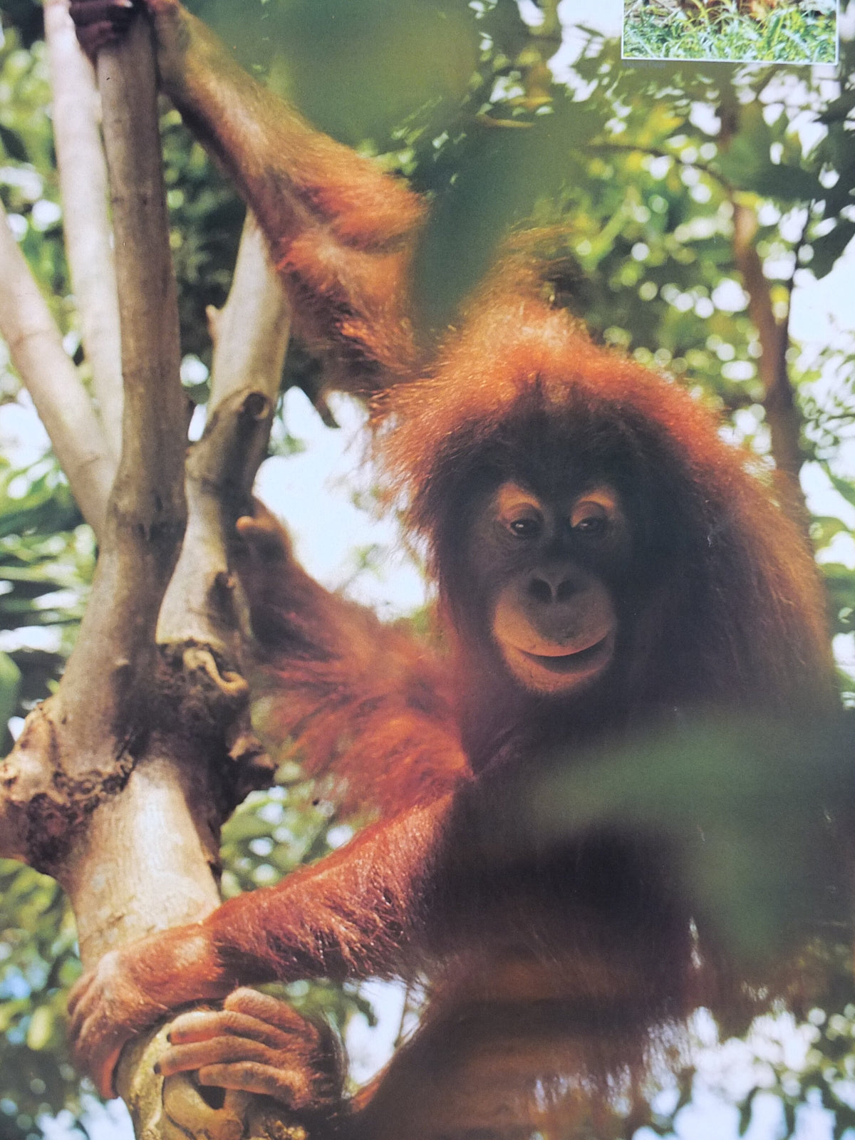 1990 Malaysia Travel Poster, An orang utan from Zoo Negara, A Naturalists Haven, travel tourism, advertising print, wall art retro decor
