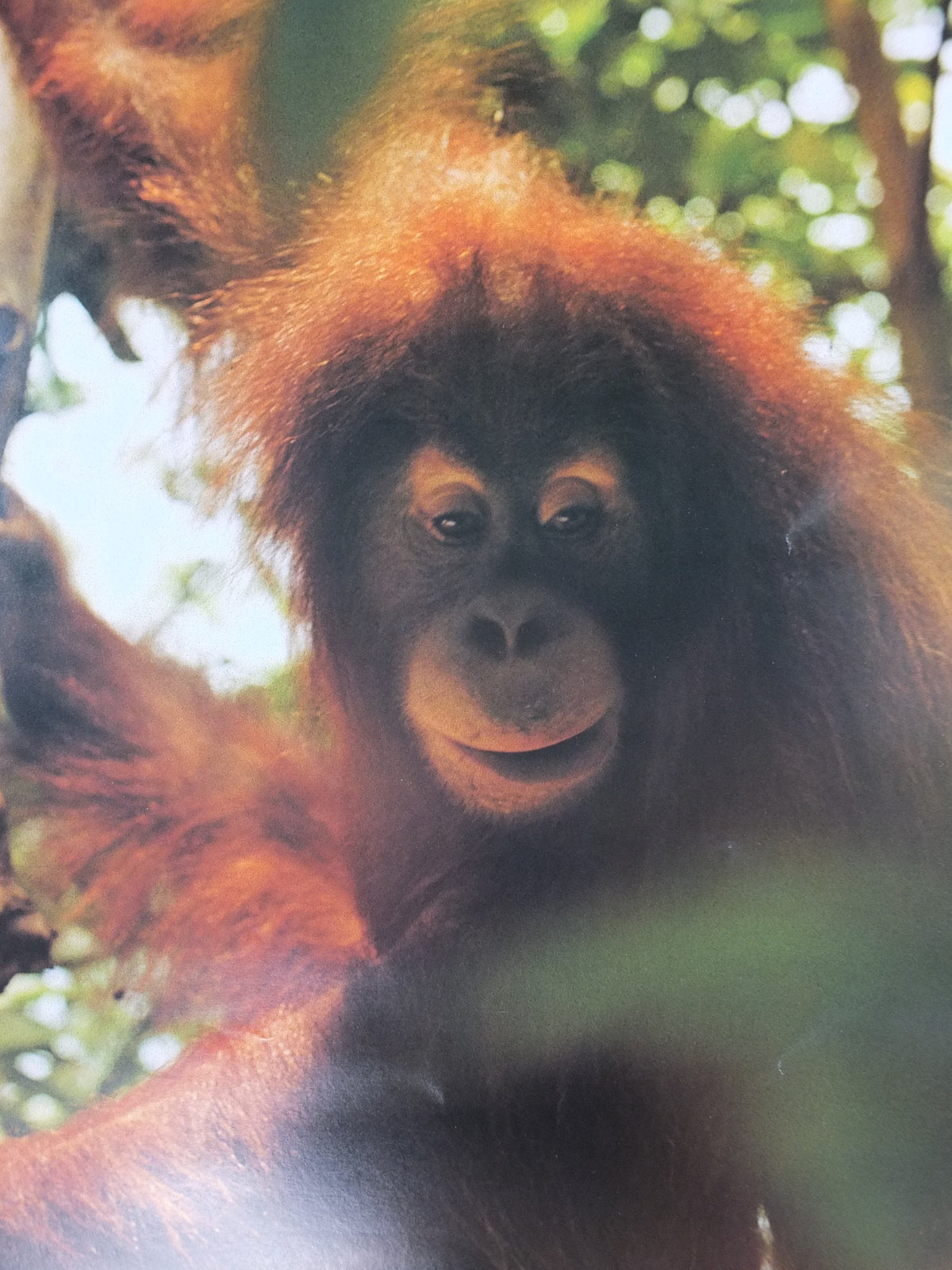 1990 Malaysia Travel Poster, An orang utan from Zoo Negara, A Naturalists Haven, travel tourism, advertising print, wall art retro decor