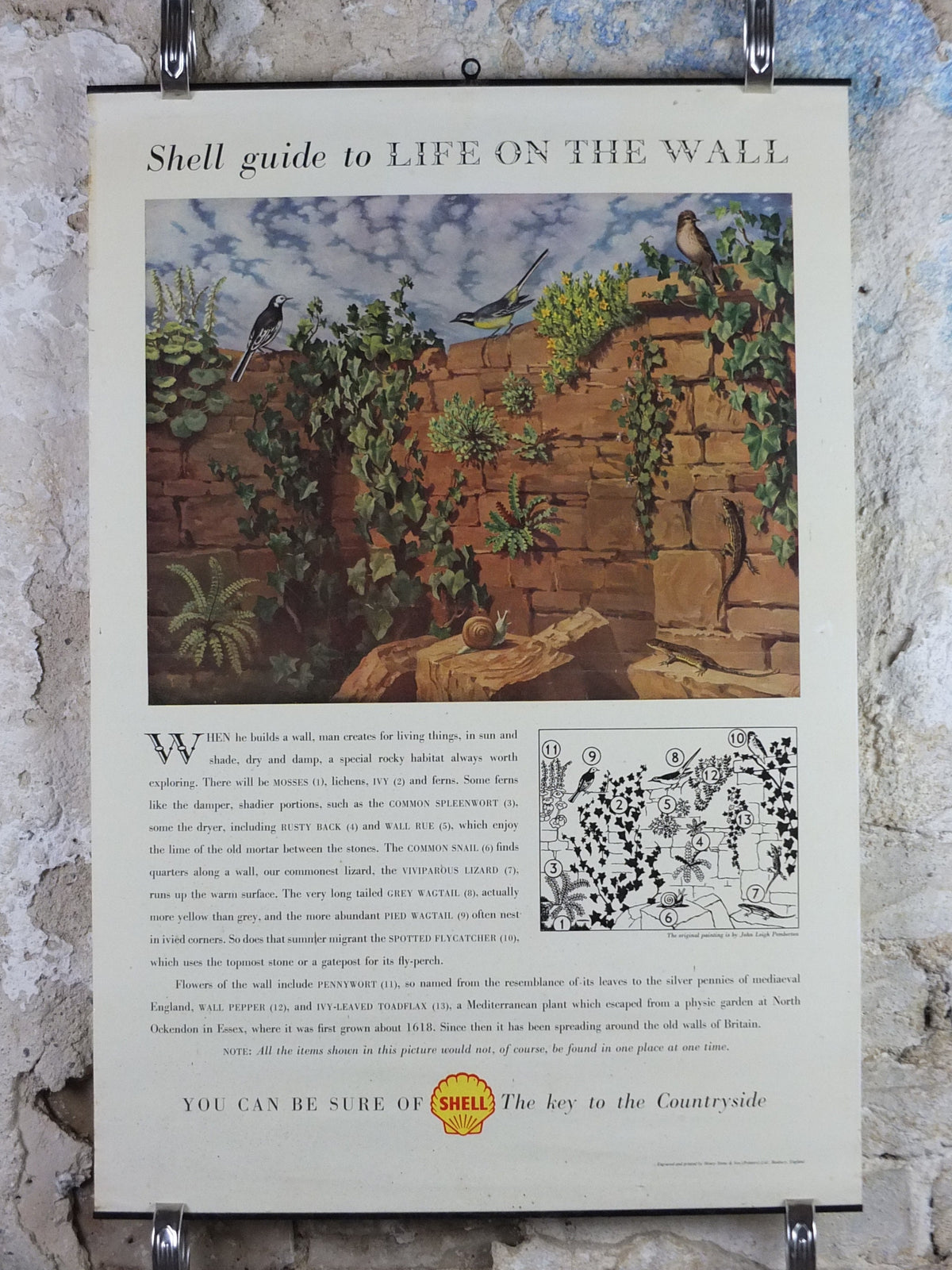 Vintage Shell Guide to Life on the Wall Poster, botanical and zoological, educational wall art by John Leigh Pemberton 1950s