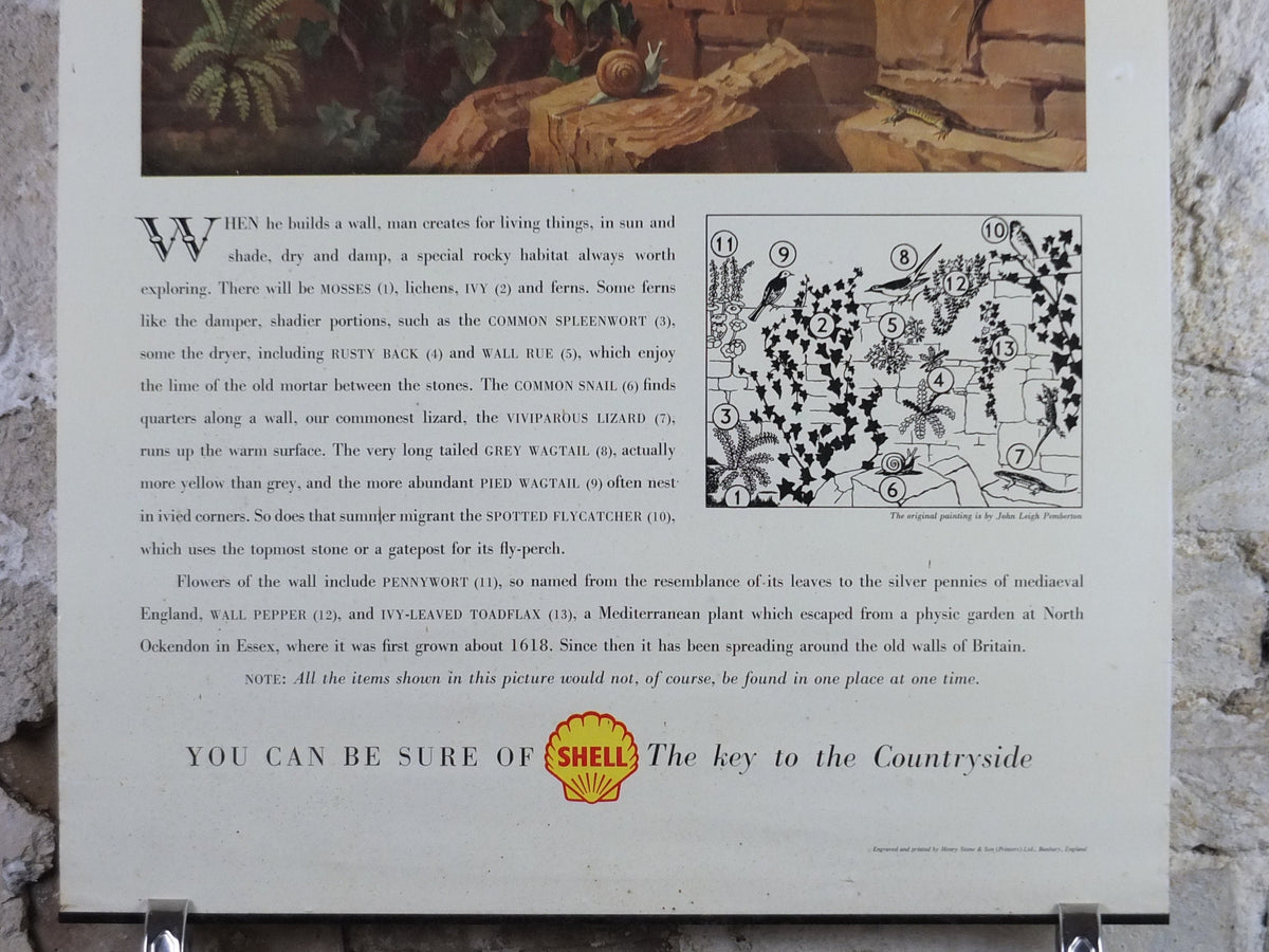 Vintage Shell Guide to Life on the Wall Poster, botanical and zoological, educational wall art by John Leigh Pemberton 1950s