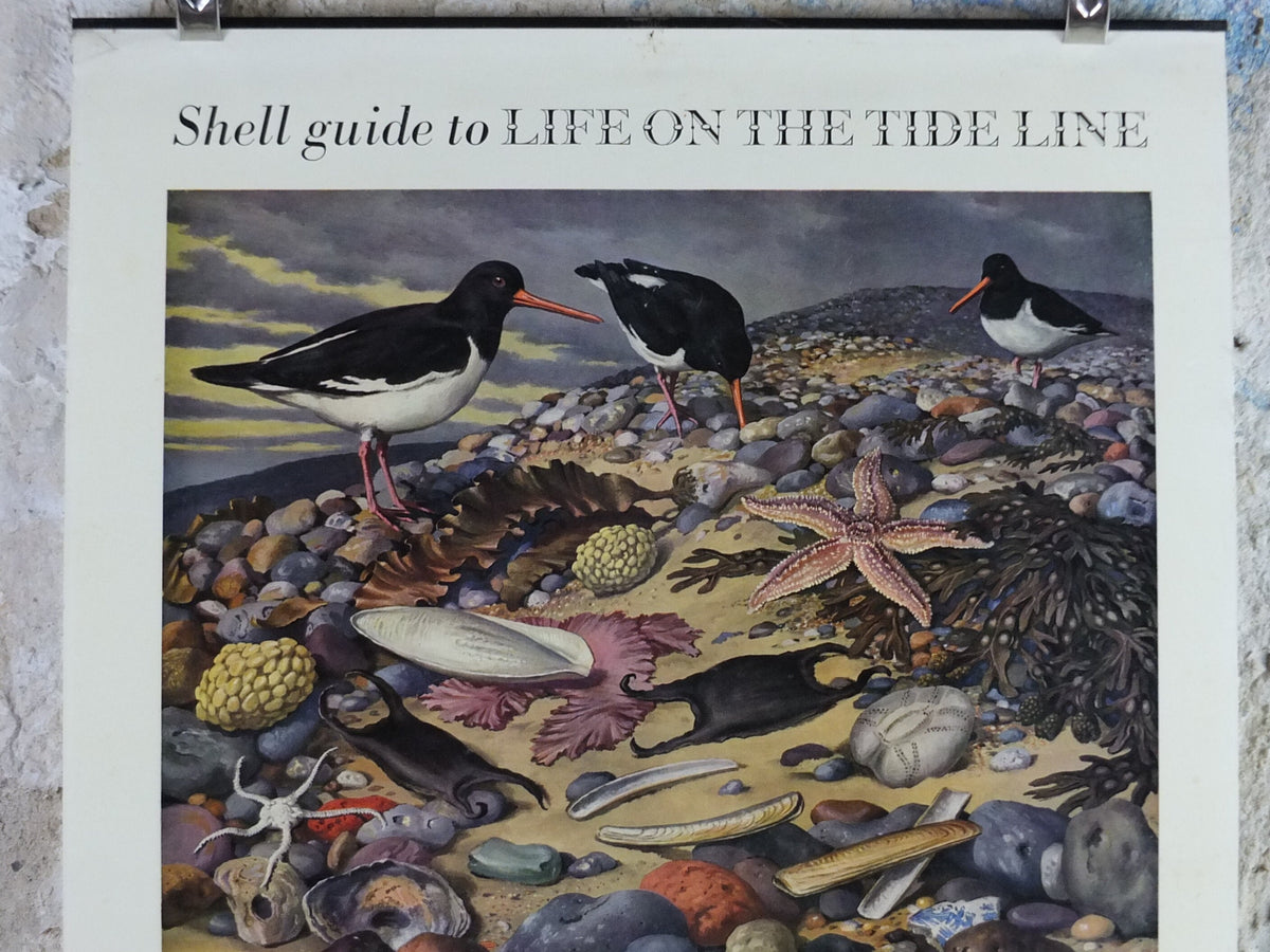 Vintage Shell Guide to Life on the Tide Line Poster, seaside, botanical and zoological, educational wall art by John Leigh Pemberton 1950s