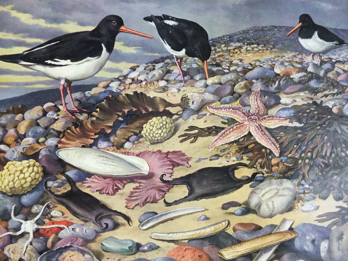 Vintage Shell Guide to Life on the Tide Line Poster, seaside, botanical and zoological, educational wall art by John Leigh Pemberton 1950s