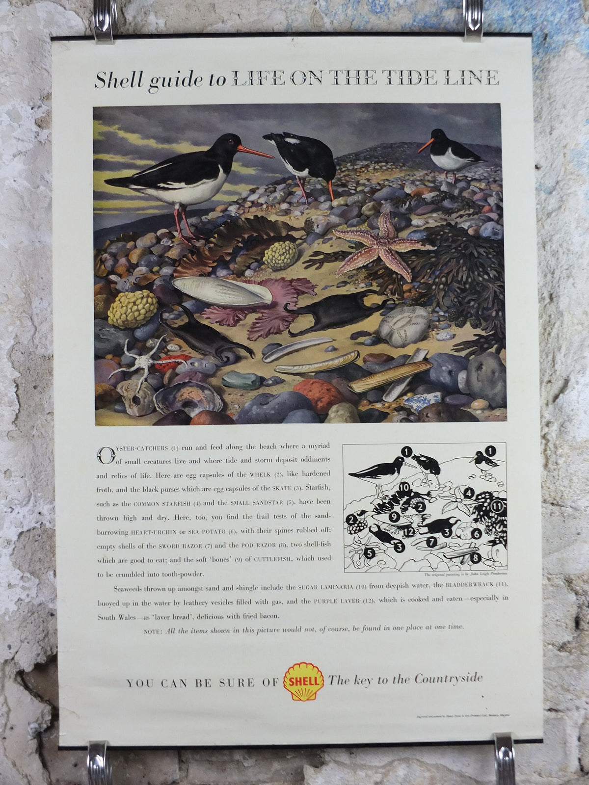Vintage Shell Guide to Life on the Tide Line Poster, seaside, botanical and zoological, educational wall art by John Leigh Pemberton 1950s