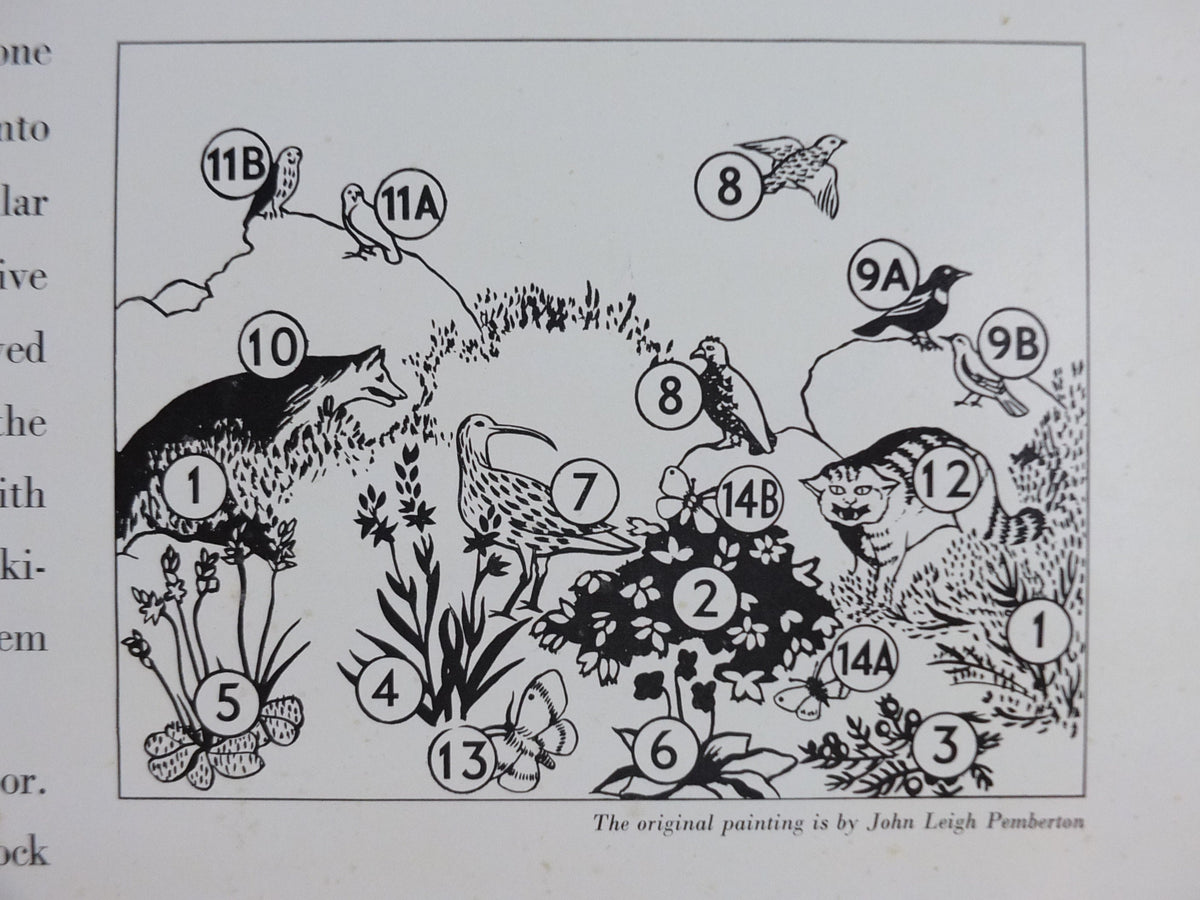 Vintage Shell Guide to Life on the Moor Poster, botanical and zoological, educational wall art by John Leigh Pemberton 1950s